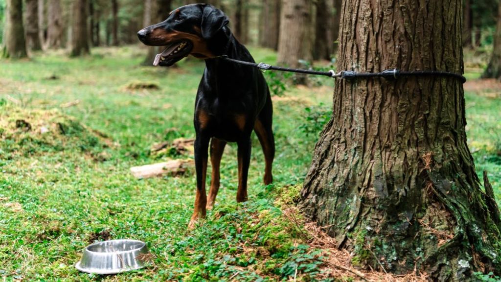 An abandoned Doberman puppy tied to a tree in the middle of a forest with an empty food bowl next to him.