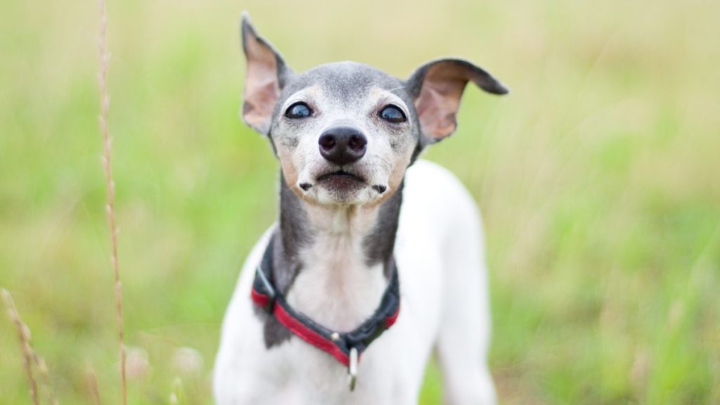 Portrait of small Japanese Terrier against a grassy background in Japan.