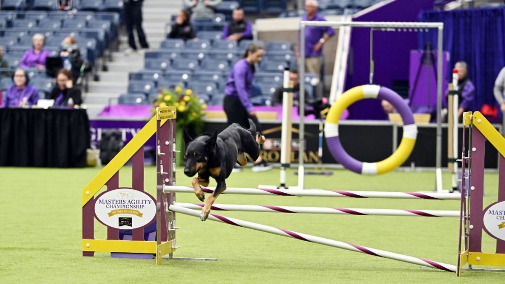 Dogs compete during the 148th Annual Westminster Kennel Club Dog Show - Canine Celebration Day on May 11, 2024 in Queens, New York.