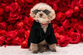 Ted Gram, a Poodle dressed as Puerto Rican singer Bad Bunny poses during the "The Pet Gala" at AKC Museum of the dog in New York City on May 20, 2024. The Pet Gala by Anthony Rubio designs recreates outfits from the Met Gala for pets.