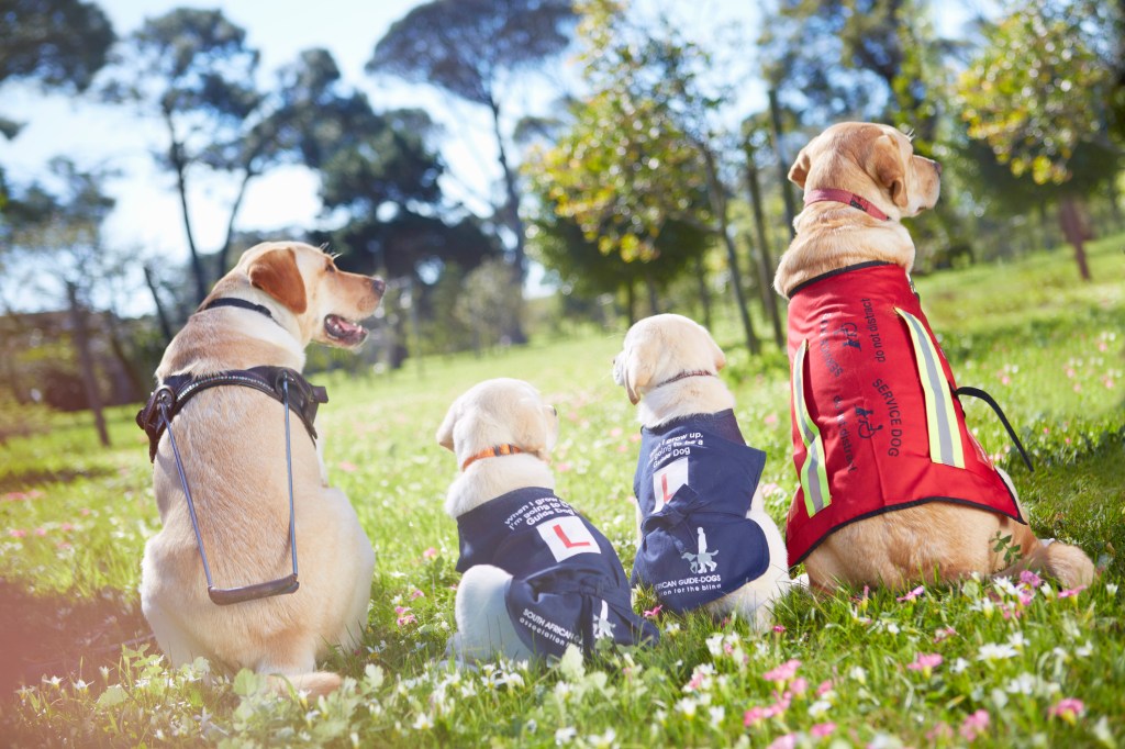 Four Labrador guide dogs, a type of service dog, in training. These dogs sit in a field of flowers.