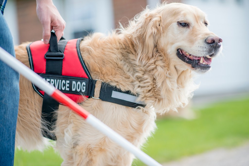 A blind man and his Golden Retriever dog are outdoors on a sunny day. The service dog is helping his owner move around.