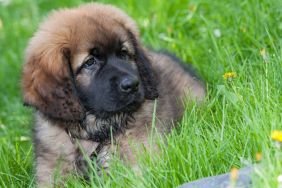 A Saint Bernard-Rottweiler mix puppy lying on grass looking adorable.