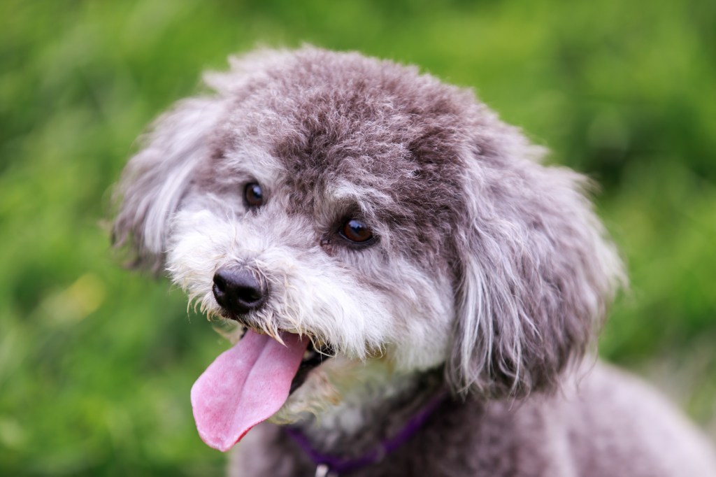 Schnoodle puppy headshot.