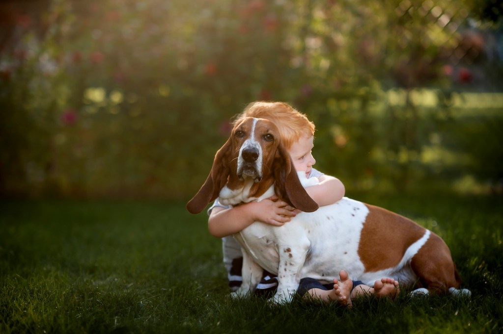 Medium-sized Basset Hound being embraced by little kid.