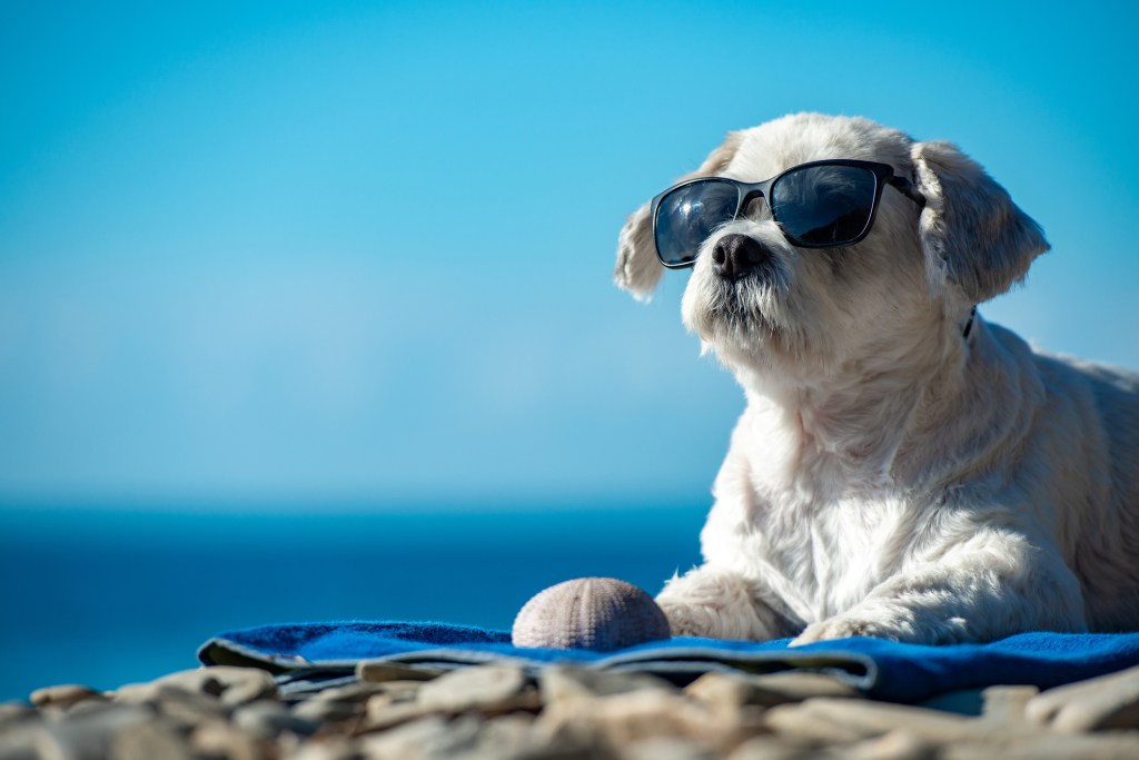 Cool puppy enjoying sunny weather on beach laying on towel. He might have an unusual dog name or a unique moniker to go with his big personality.