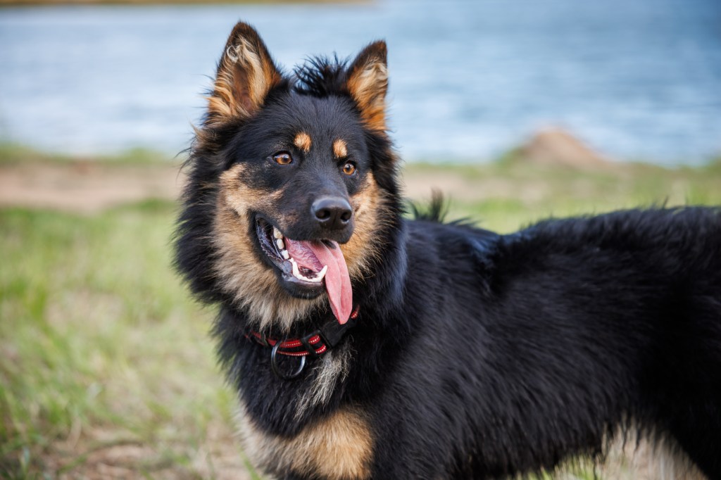 Bohemian Shepherd dog outdoors.