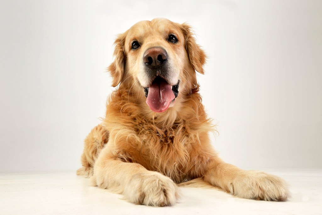 Studio shot of an adorable Golden Retriever lying on white background.