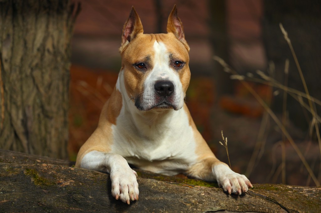 Beautiful Pit Bull Terrier in nature in summer.