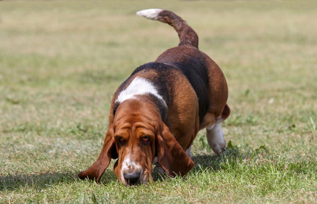 Basset Hound nose to the ground hunting.