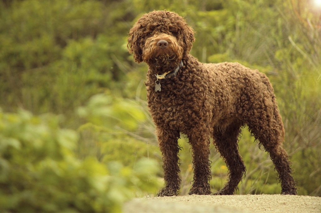 Lagotto Romagnolo Italian dog breed used for truffle hunting.