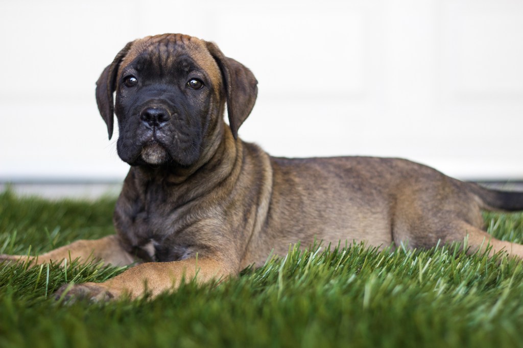 Cute Cane Corso puppy sitting and looking away.