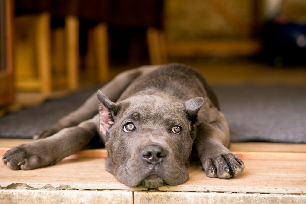 Young Cane Corso on the porch.