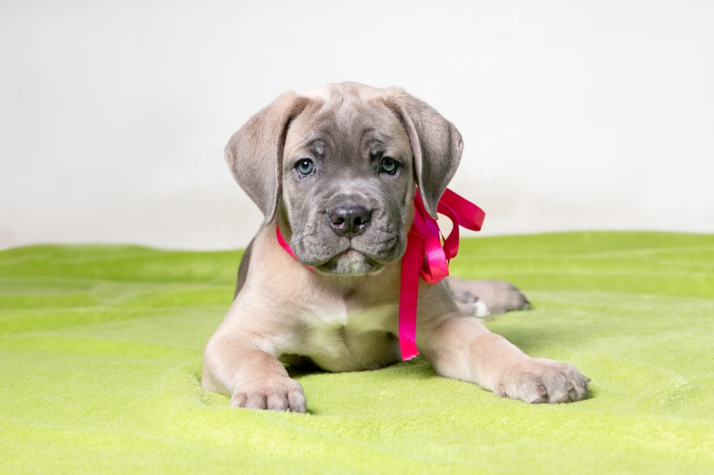 Adorable Cane Corso puppy.