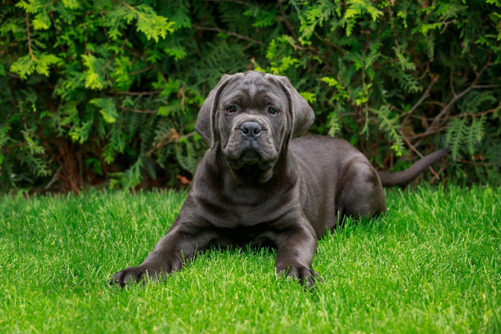 Cane Corso breed in the yard on a green grassy lawn.