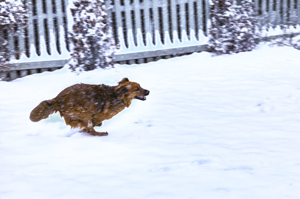 Dog getting the zoomies in the snow.