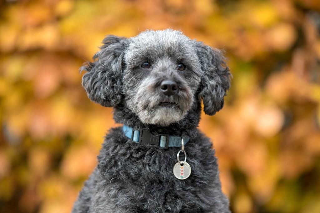 Cute grey Schnoodle — teddy bear dog breed — in autumn park.