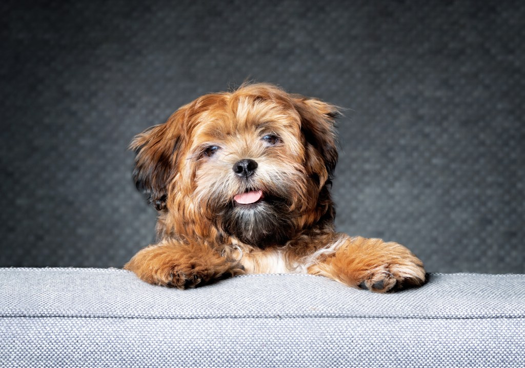 Teddy bear dog breed — Shichon — looking at camera, while standing on sofa.