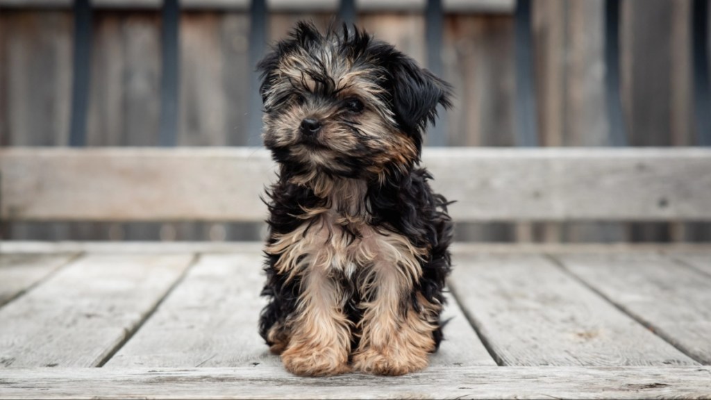 Cute teacup puppy sitting outside on a wooden deck.