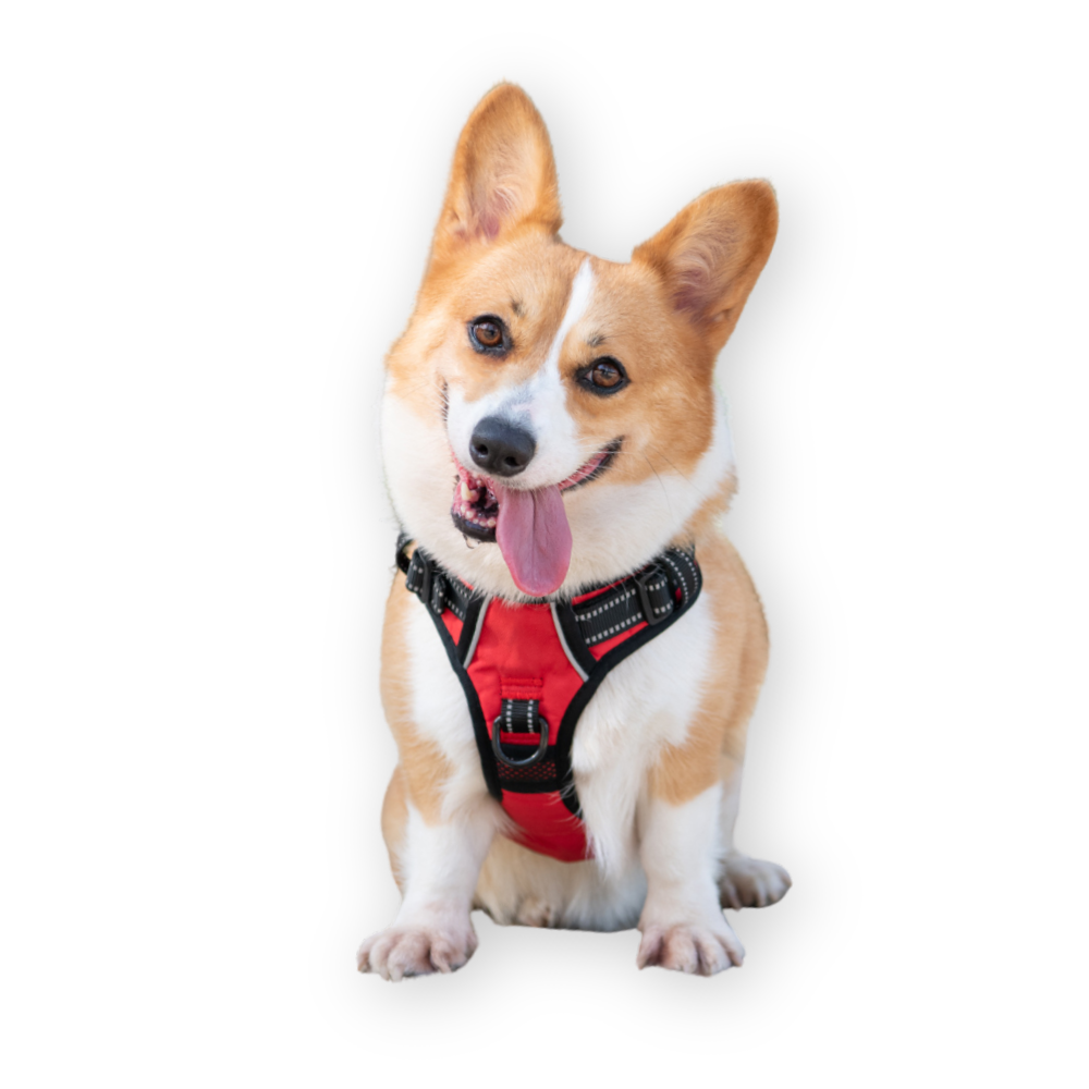 PoyPet Dog Harness