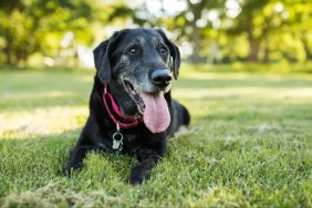 A black Labrador Retriever dog with white hair on face lying down in grass in a park outdoors.