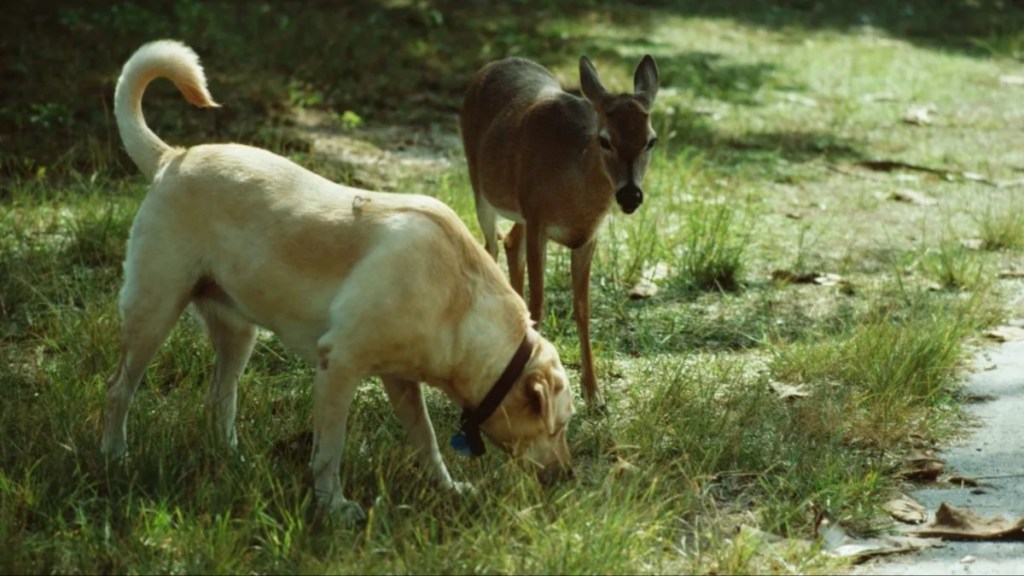 Dog sniffing grass next to deer.