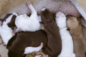 A dog feeding newborn puppies