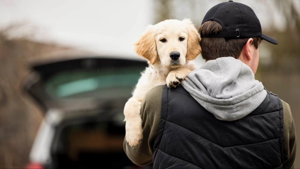 A male criminal stealing or dognapping a puppy