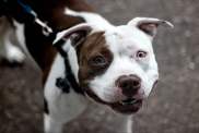 A smiling Pit Bull