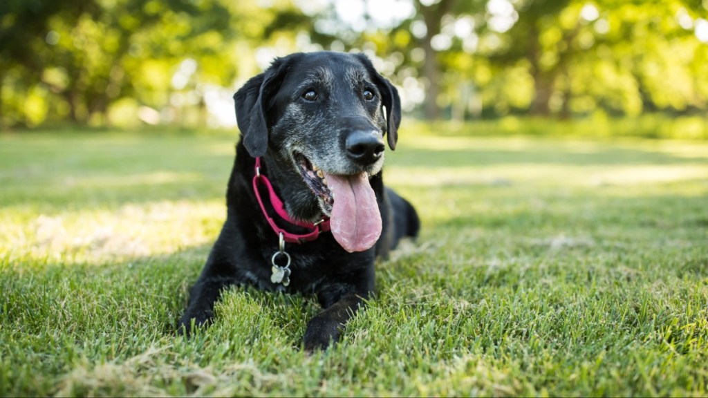 A senior Labrador Retriever dog lies down in grass in a park outdoors.