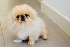 Tiny white Pekingese puppy sitting on the floor.