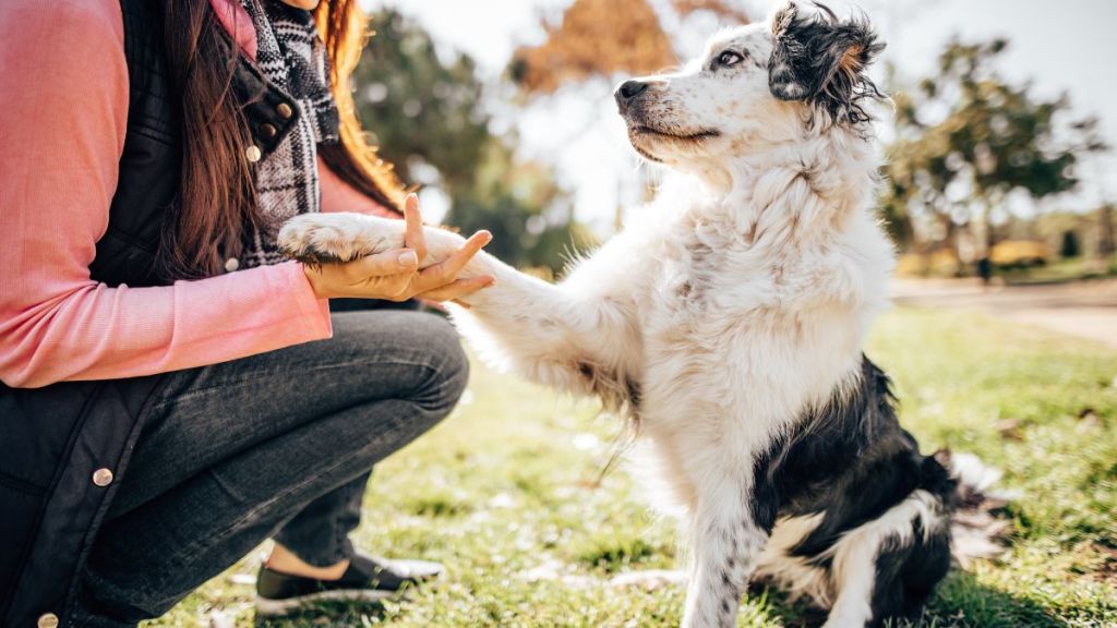 An adorable dog gives their paw to their human, pet parent, owner.