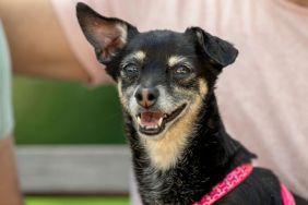 An eleven-year-old mixed breed Chihuahua, similar to the senior dog up for adoption at Vanderpump Dogs, who partnered up with Hill's Pet Nutrition to provide his future family with a year of free dog food.