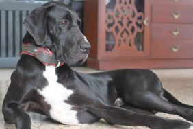 Black and White Great Dane Dog lying on the ground. Looks similar to the late world's tallest dog, Kevin, who died days after securing the record.