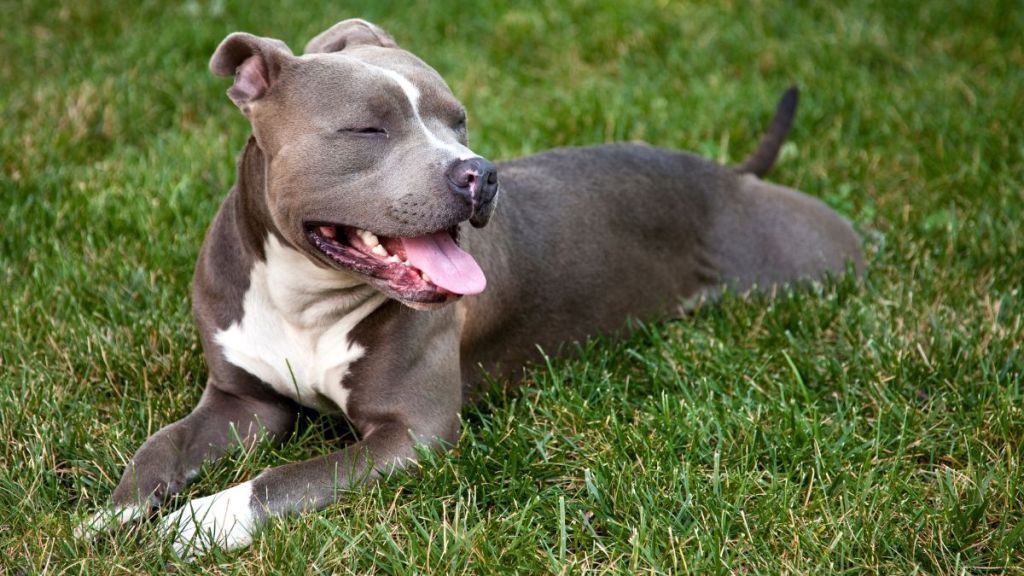 Blue Nose Pit Bull Terrier resting on a patch of grass.