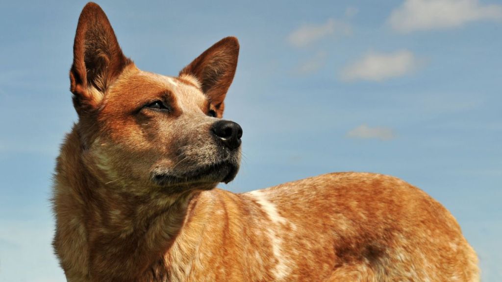 Australian Cattle Dog or Red Heeler looking away against a blue sky, similar to the therapy dog of the boy grieving his father's death who was shot and killed in Norwood Young America, Minnesota.