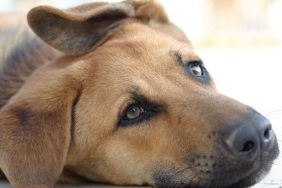 Stray dog, similar to the one rescued from the bottom of a sewer in California, lying on the floor.