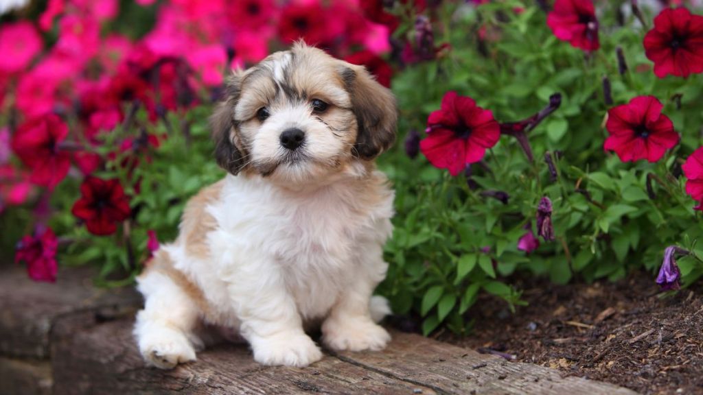 An adorable Shichon (Shih Tzu and Bichon Frise cross) puppy sits in a blooming garden and watches.