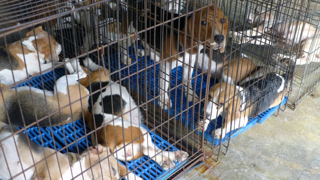 Close up of dog cage with Beagles.