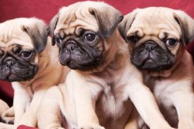 Pug puppies, similar to several of the ones rescued from a Minivan rollover crash in Woodstock, Connecticut, sitting on a sofa.