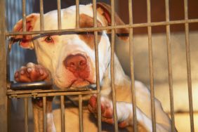 Pit Bull mix in an animal shelter.