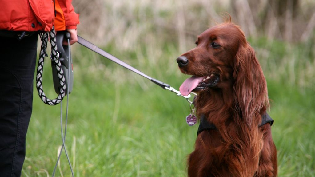 Irish Setter on a leash