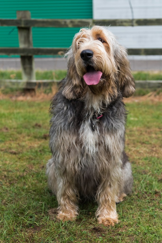 An Otterhound smiling for the camera. 