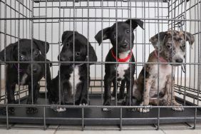 Litter of puppies, similar to the ones rescued from a carrier in Texas after being abandoned, in a cage in animal shelter.