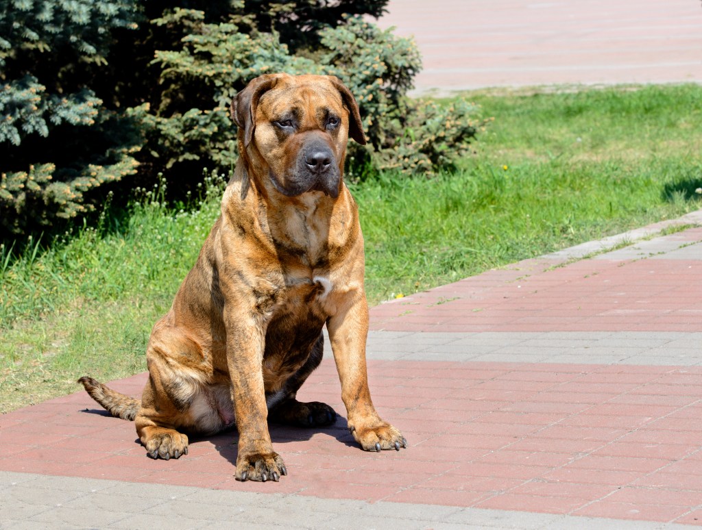 The Presa Canario in the city park.