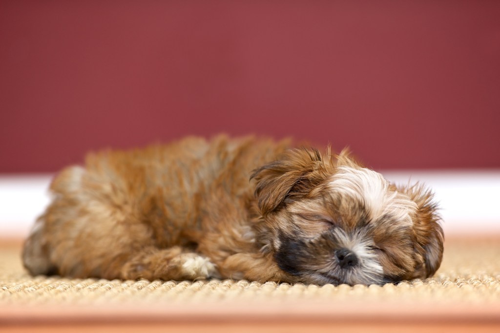 Shorkie puppy sleeping.