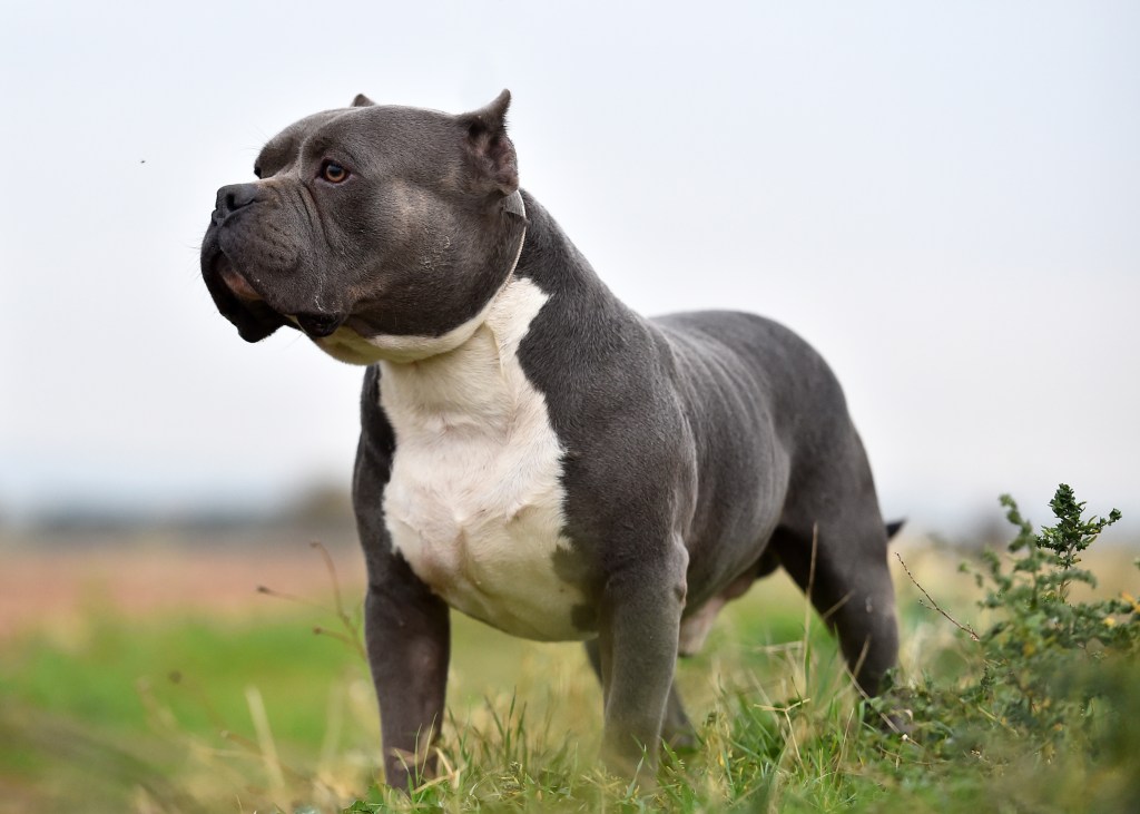 American Bully dog out in the field — the breed’s high energy levels being a con for some.