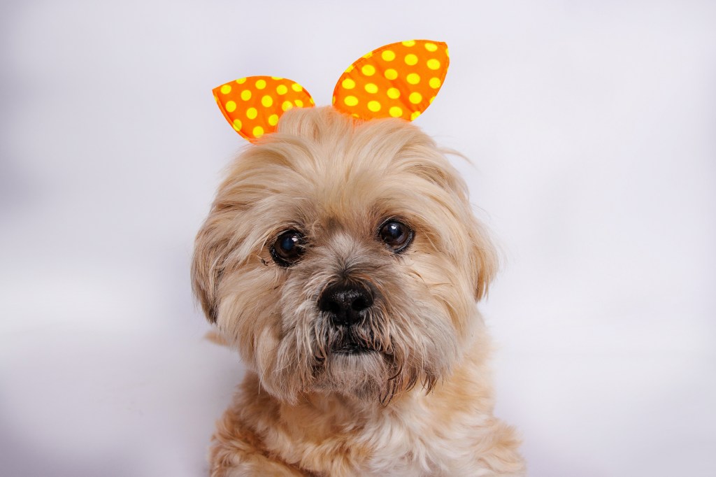 Lhasa Apso dog in studio photo session.