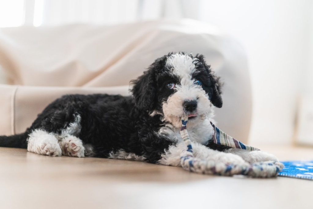 Blue-eyed Aussiedoodle puppy at home biting a toy.