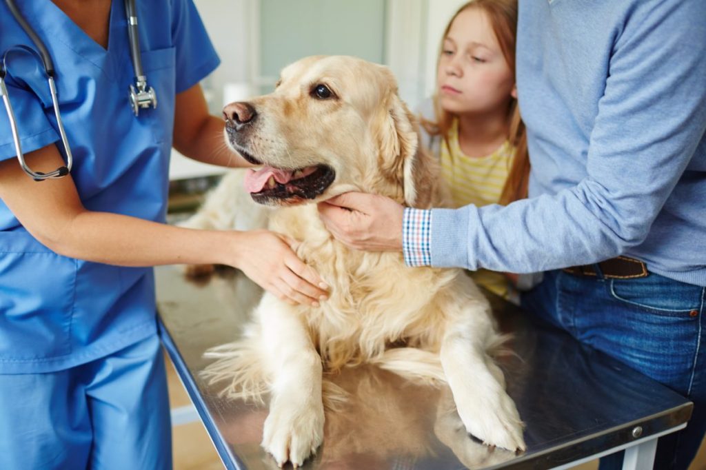 Owners bringing their dog to veterinarian for administering activated charcoal.